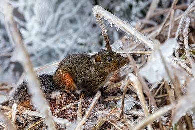 《F1车队经理2023》正式公布 年内登陆PC和主机